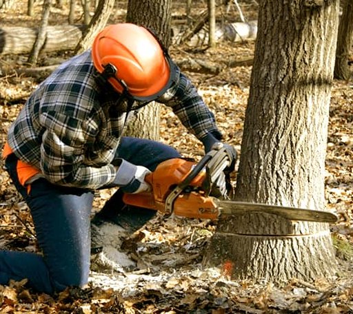 Tree Removal in Villas, NJ